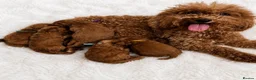 Cavapoo dogs for sale: Outstanding quality, F1b super dark red Cavapoo’s  - Advert 1
