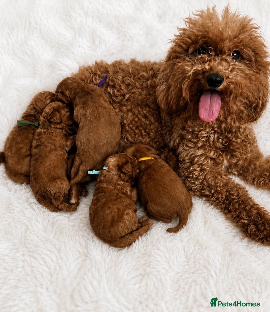 Cavapoo dogs for sale: Outstanding quality, F1b super dark red Cavapoo’s  - Advert 1