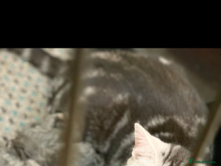 British Shorthair cats - Advert 7