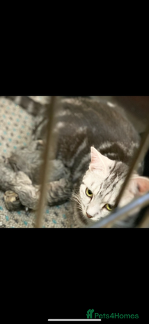 British Shorthair cats - Advert 5