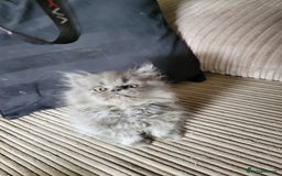 Persian cats for sale: 2 stunning full Persian  kittens ready now  - Image 1