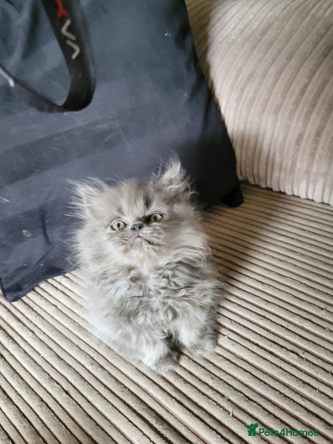 Persian cats for sale: 2 stunning full Persian  kittens ready now  - Image 1