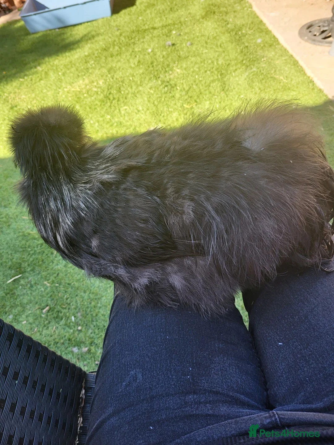 Chickens poultry for sale: 3 bearded silkie cockerels  in Cardiff - Advert 5