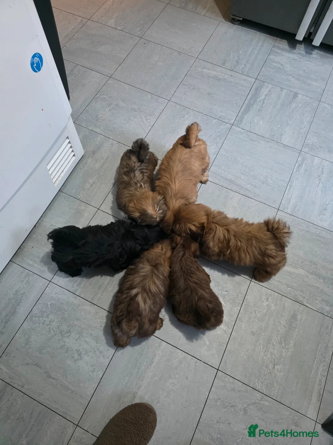 Shih Tzu dogs for sale: 5 beautiful shih tzu puppies forsale  in Birmingham - Advert 13