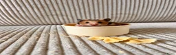 Hamster rodents for sale: Syrian hamster babies - Advert 3