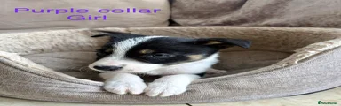 Border Collie Puppy 7 purple collar 