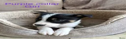 Border Collie dogs for sale: Border Collie Puppies Slate Blue & traditional. - Advert 9