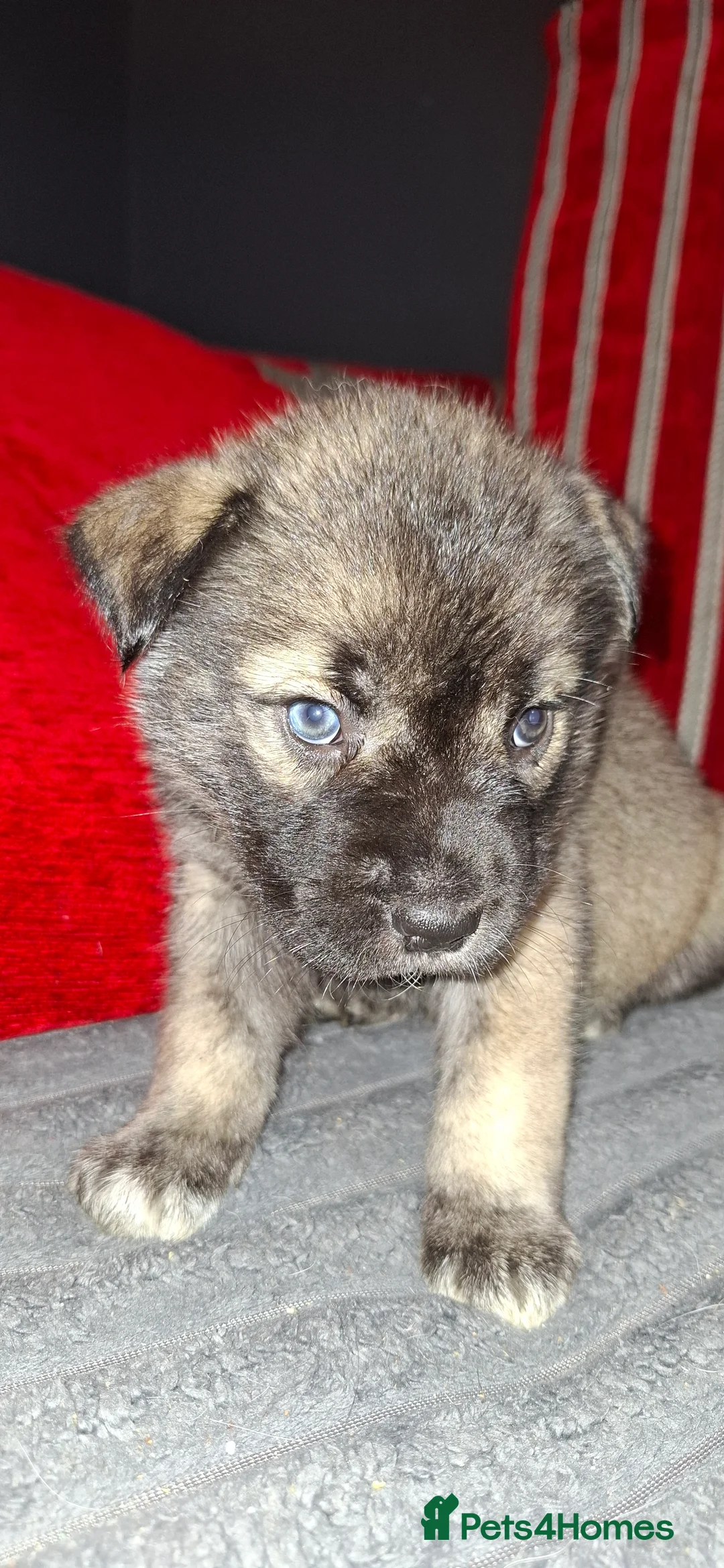 Mixed Breed dogs for sale: Siberian husky + Rus A Pei - Advert 14