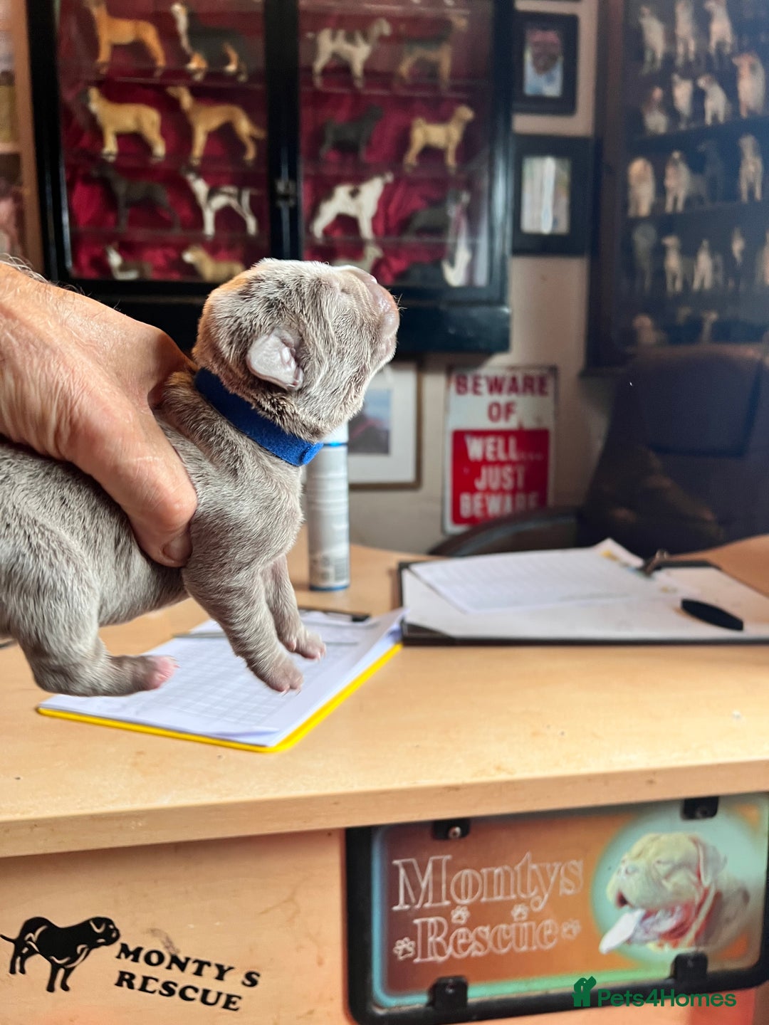Cane Corso dogs for sale: Exceptional litter, Italian Cane Corsos, ICCF Peds - Image 1