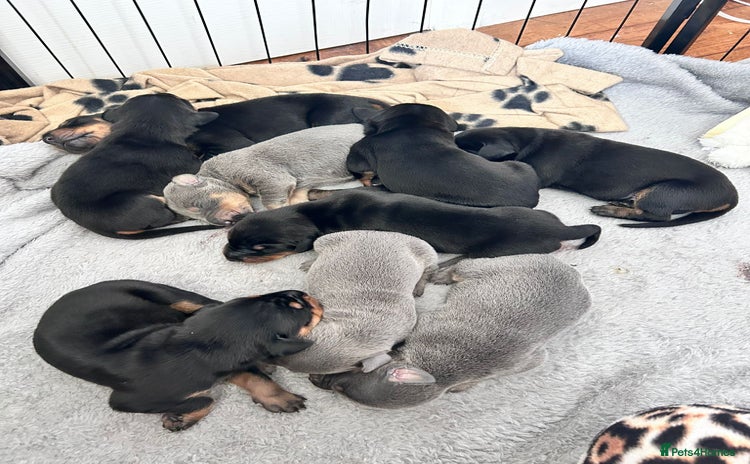 Dobermann dogs - Advert 1
