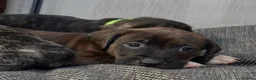 Mixed Breed dogs for sale: Blue American staffies - Advert 28