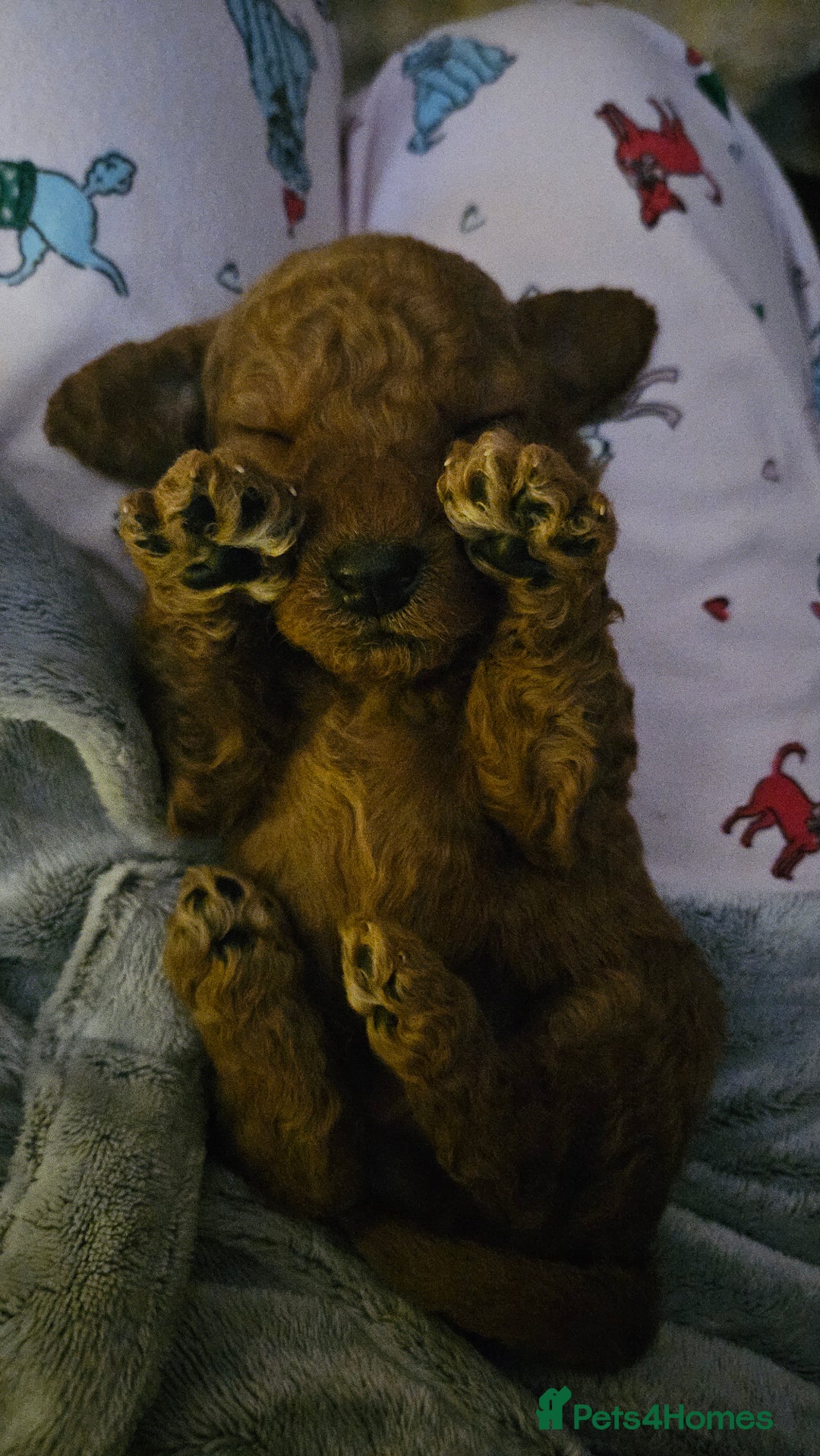 Miniature Poodle dogs for sale: Adorable miniature poodle puppies - Advert 3