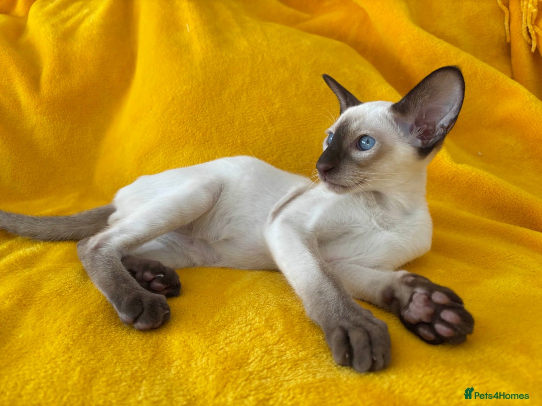 Oriental cats for sale: lilac solid girl and chocolate point boy - Image 7