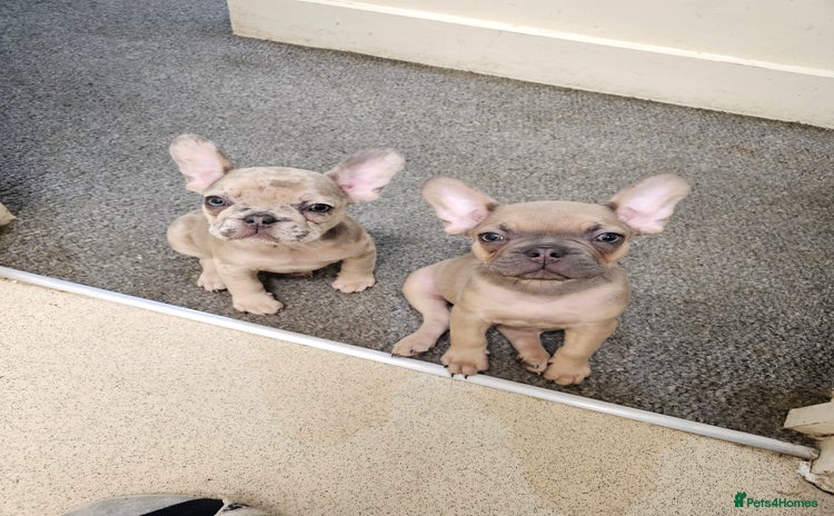 French Bulldog dogs - Advert 1