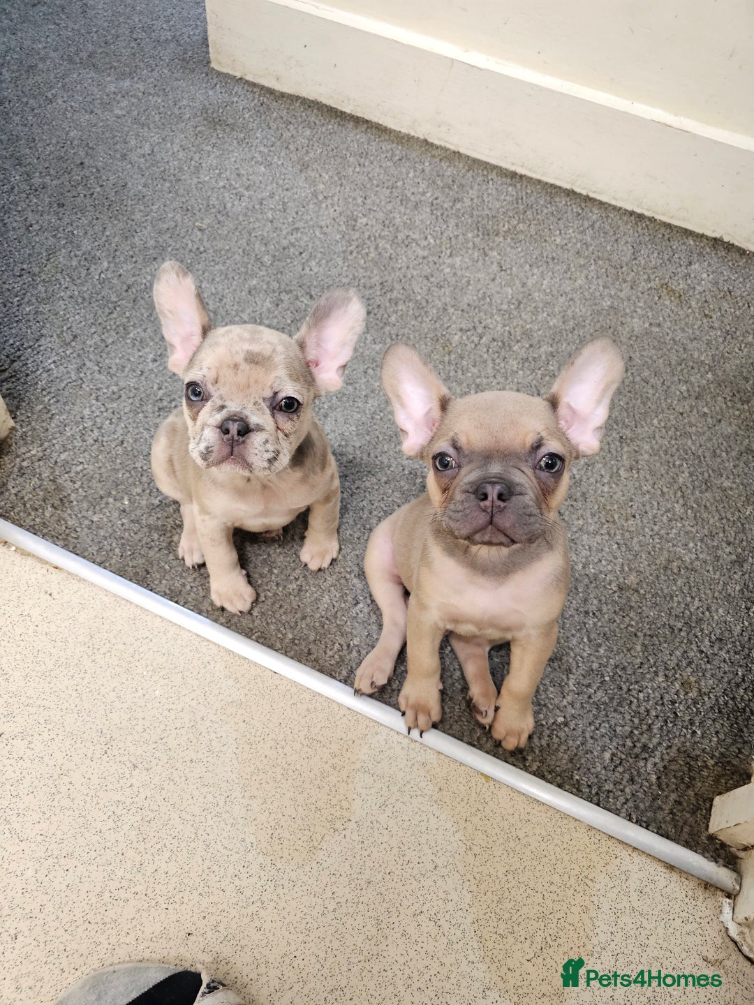 French Bulldog dogs for sale: Male & female frenchie for sale 8 months old - Image 1