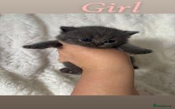 British Shorthair cats for sale: British shorthair kittens - Image 5