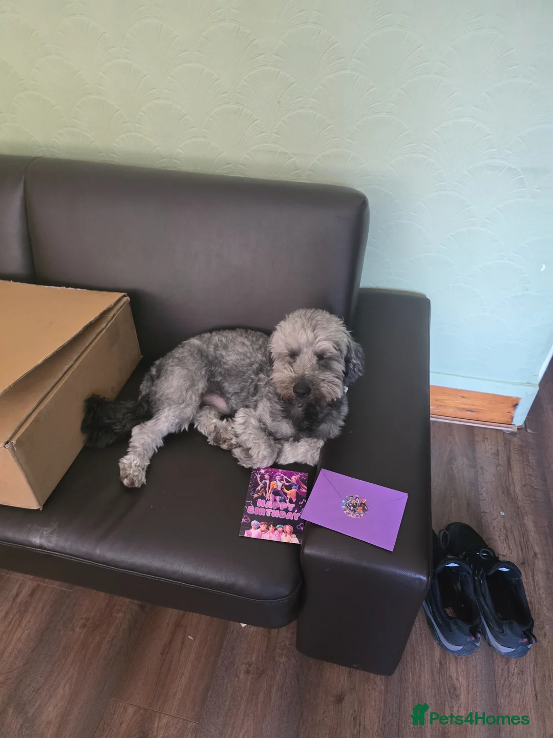 Jack Russell dogs for stud: Jack russell rough coat for stud in Rugby - Advert 2