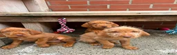 Hungarian Vizsla dogs for sale: Wire haired Hungarian Vizsla pups - Advert 3