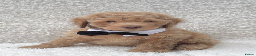 Cockapoo Puppy 1