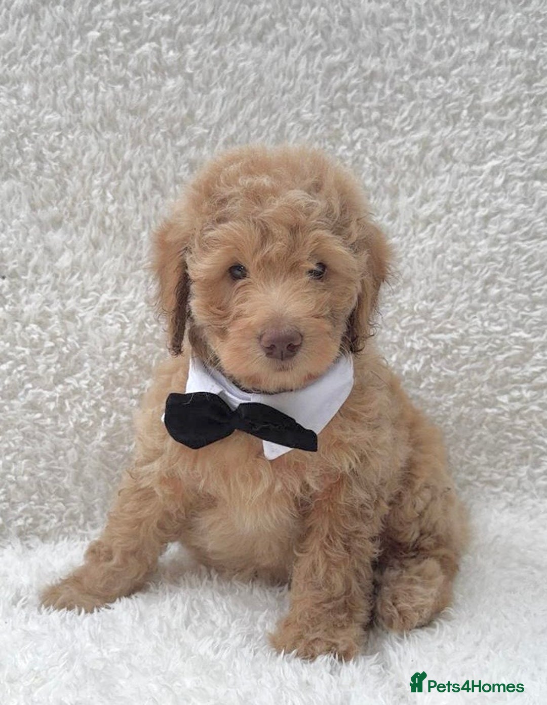 Cockapoo dogs for sale: Stunning cockapoo’s  - Image 14