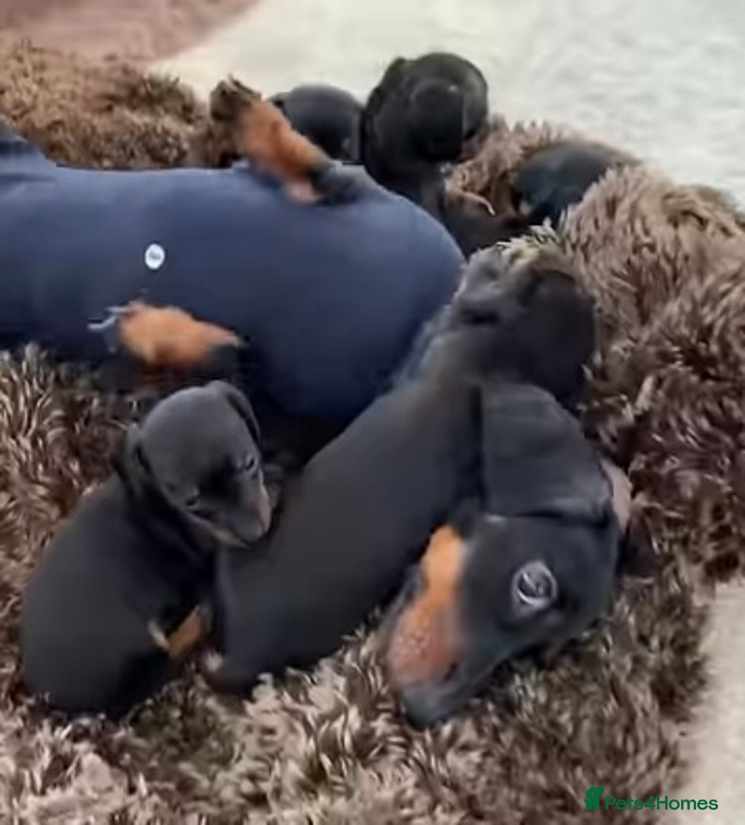 Dachshund dogs for sale: Dachshund - last 2 available (boy&girl) - Image 9