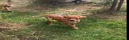 Labrador Retriever dogs for sale: Puppy for sale - Advert 6