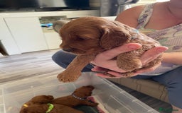 Cockapoo dogs for sale: * health tested through parentage*F1 Cockapoo - Image 12