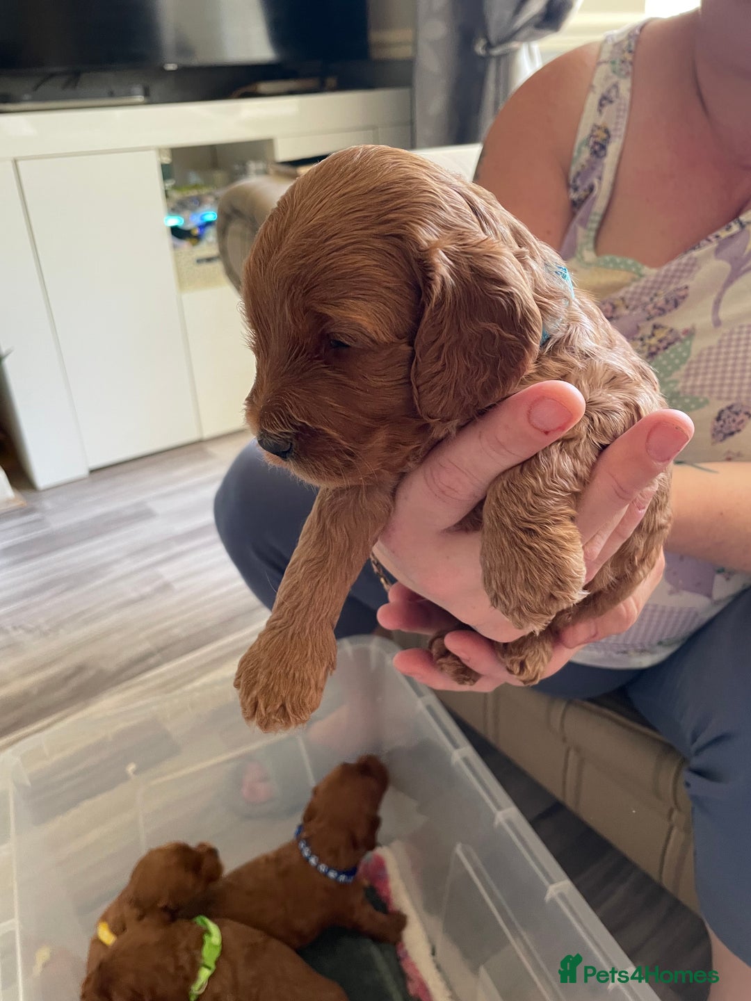 Cockapoo dogs for sale: * health tested through parentage*F1 Cockapoo - Image 12