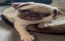 Pug dogs for sale: Beautiful pug pups ready for there forever homes  - Image 7