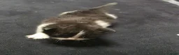 British Longhair cats for sale: Two male kittens - Advert 15
