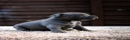Staffordshire Bull Terrier dogs for sale: Amazing Staffordshire bull terrier litter!  in Welwyn Garden City - Advert 10