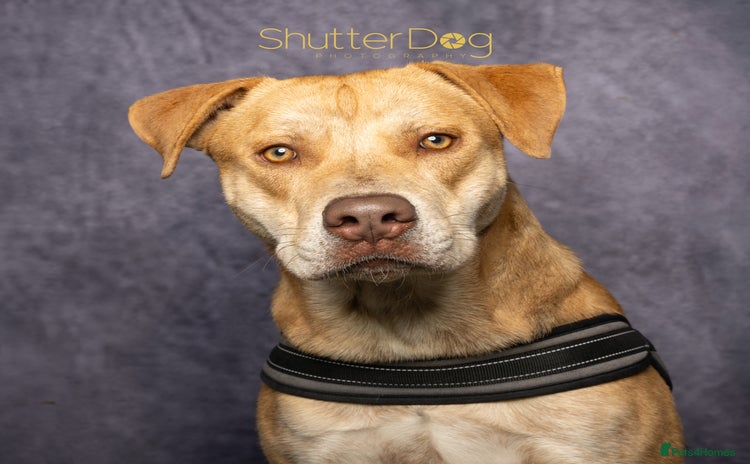 Mixed Breed dogs - Advert 9