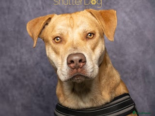 Mixed Breed dogs - Advert 24