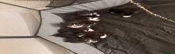 Mixed Breed cats for sale: Black with white markings  - Advert 13