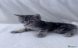 Mixed Breed cats for sale: Cute kittens looking for nice home  - Image 29
