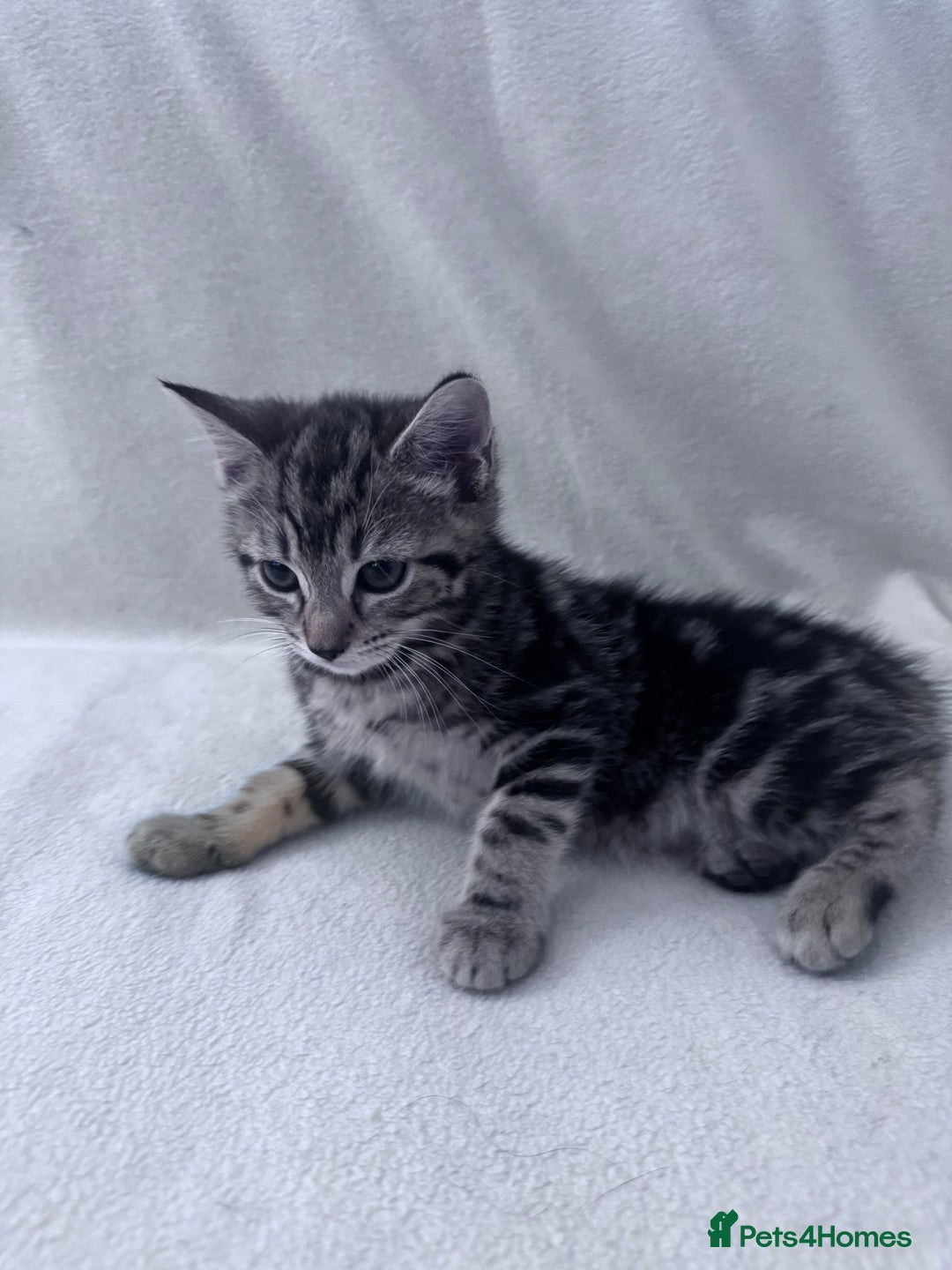 Mixed Breed cats for sale: Cute kittens looking for nice home  - Image 29