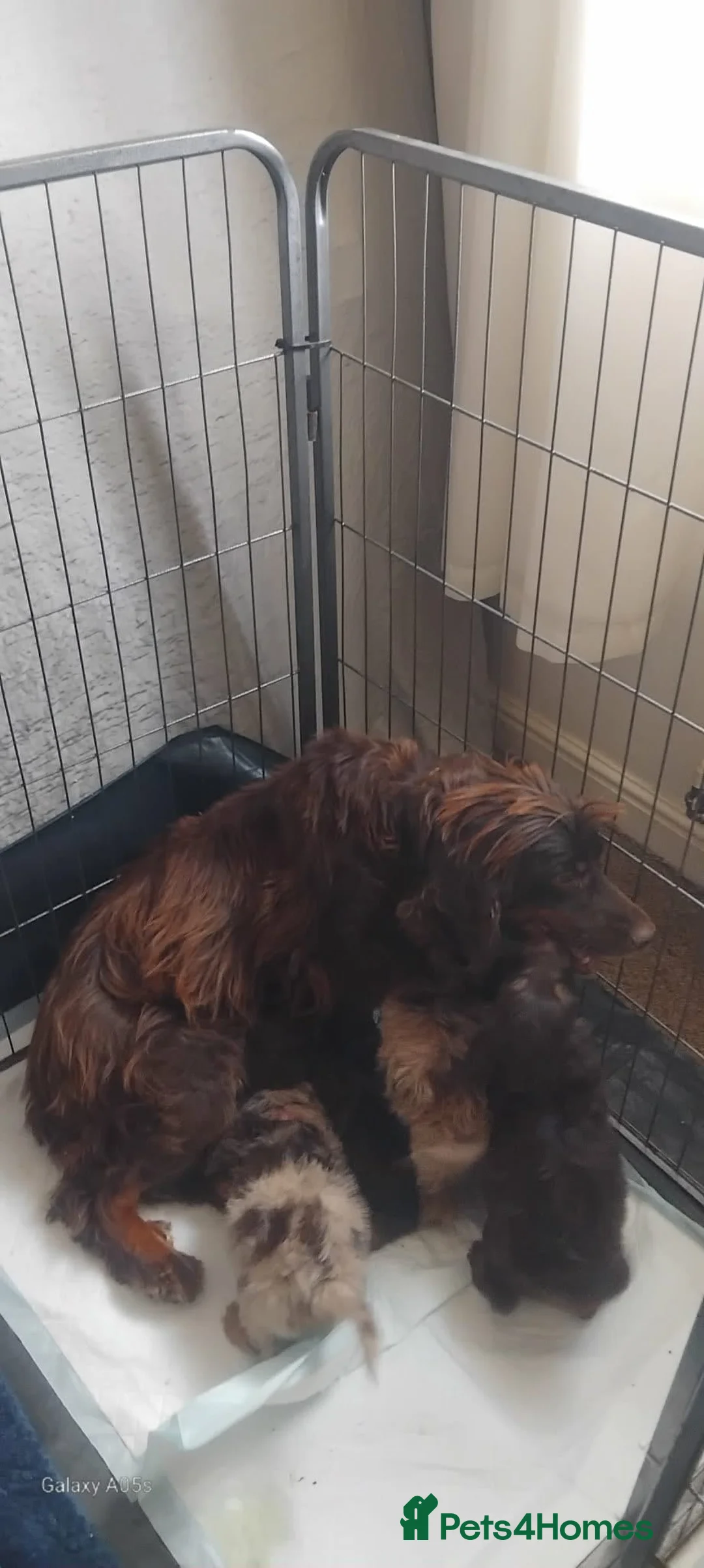 Cockapoo dogs for sale: Beautiful Cockapoo babies in Barnsley - Advert 2