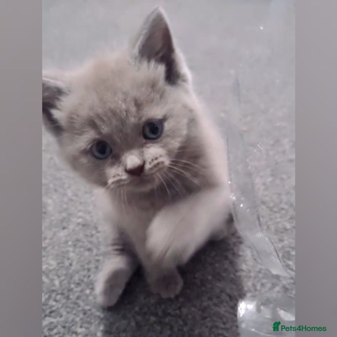 Scottish Fold cats  🐱🐾 BEAUTIFUL LILAC KITTEN LAST ONE AVAILABLE  - Advert 10