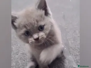 Scottish Fold cats 🐱🐾 BEAUTIFUL LILAC KITTEN LAST ONE AVAILABLE - Advert 10