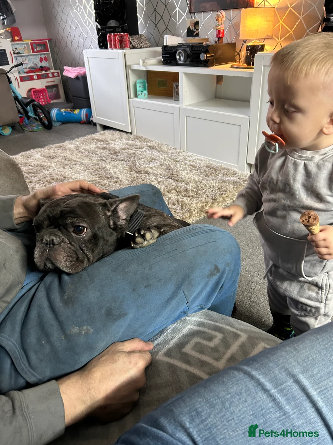 French Bulldog dogs for sale: 3 year old Frenchie derik - Advert 3