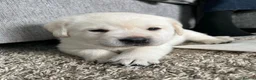Labrador Retriever dogs for sale: White and Cream Labrador Retriever puppies. in Newport - Advert 5
