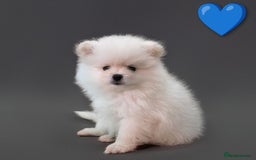 Pomeranian dogs for sale: ☁️RARE SOLID WHITE POMERANIANS ☁️ - Image 2