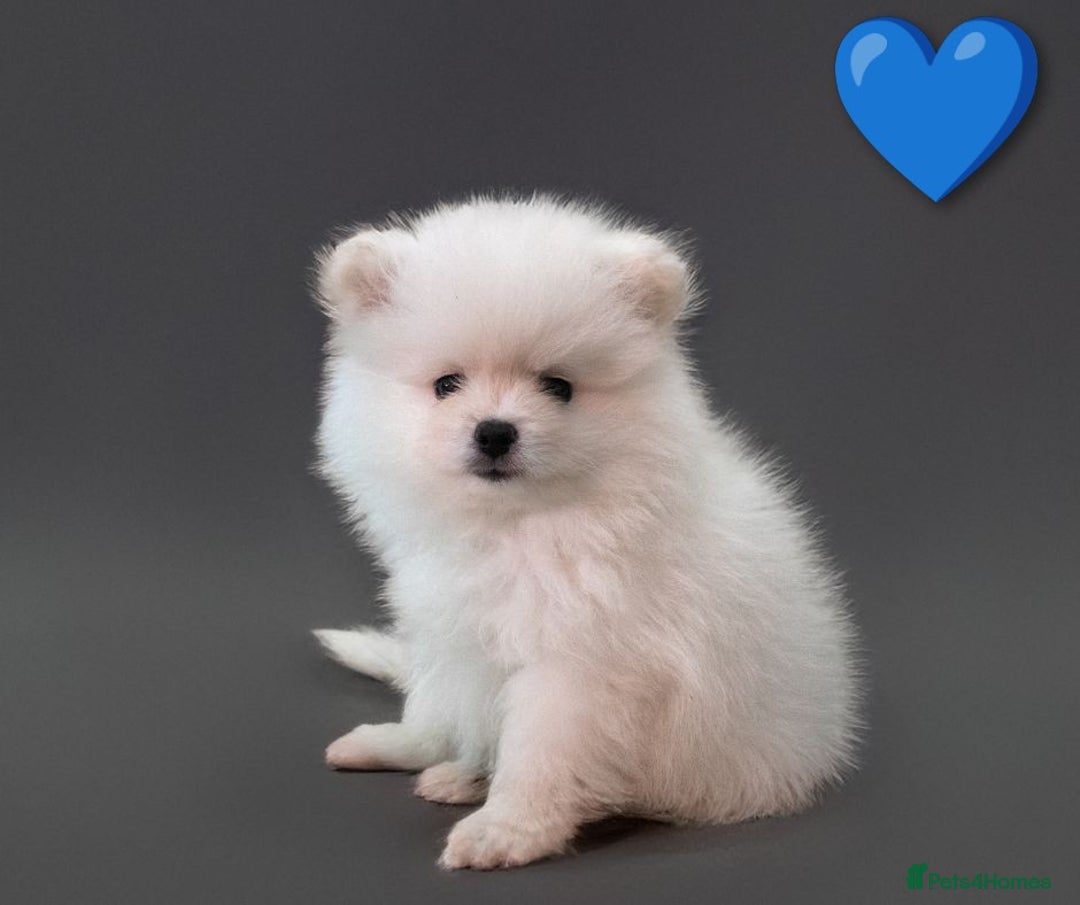 Pomeranian dogs for sale: ☁️RARE SOLID WHITE POMERANIANS ☁️ - Image 2