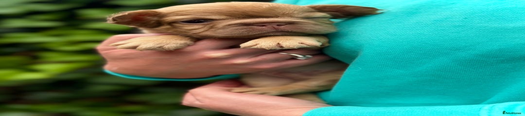 Titan