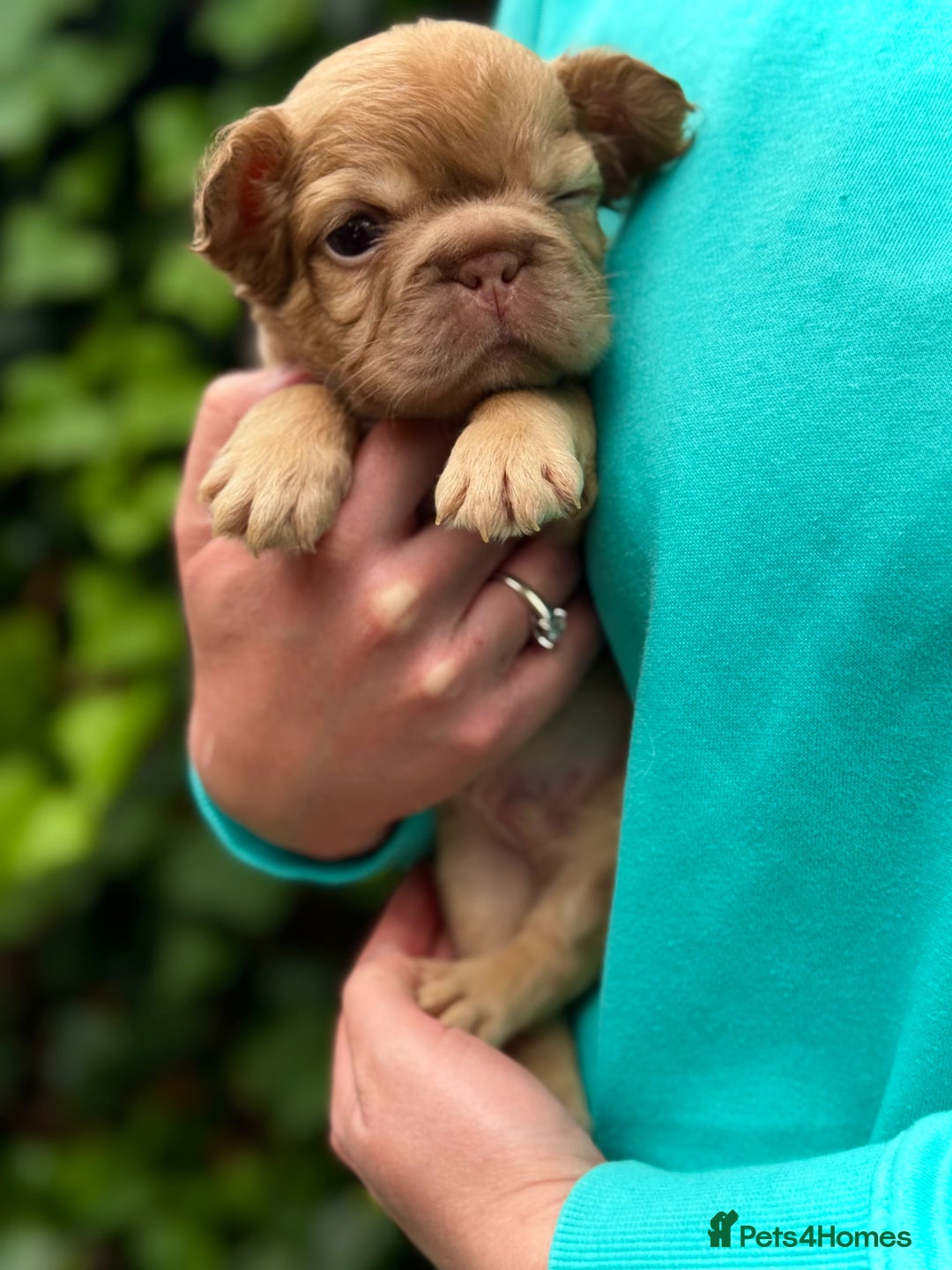 French Bulldog dogs for sale: Visual Fluffy 🧶 New Shade Frenchies 💎  - Image 14