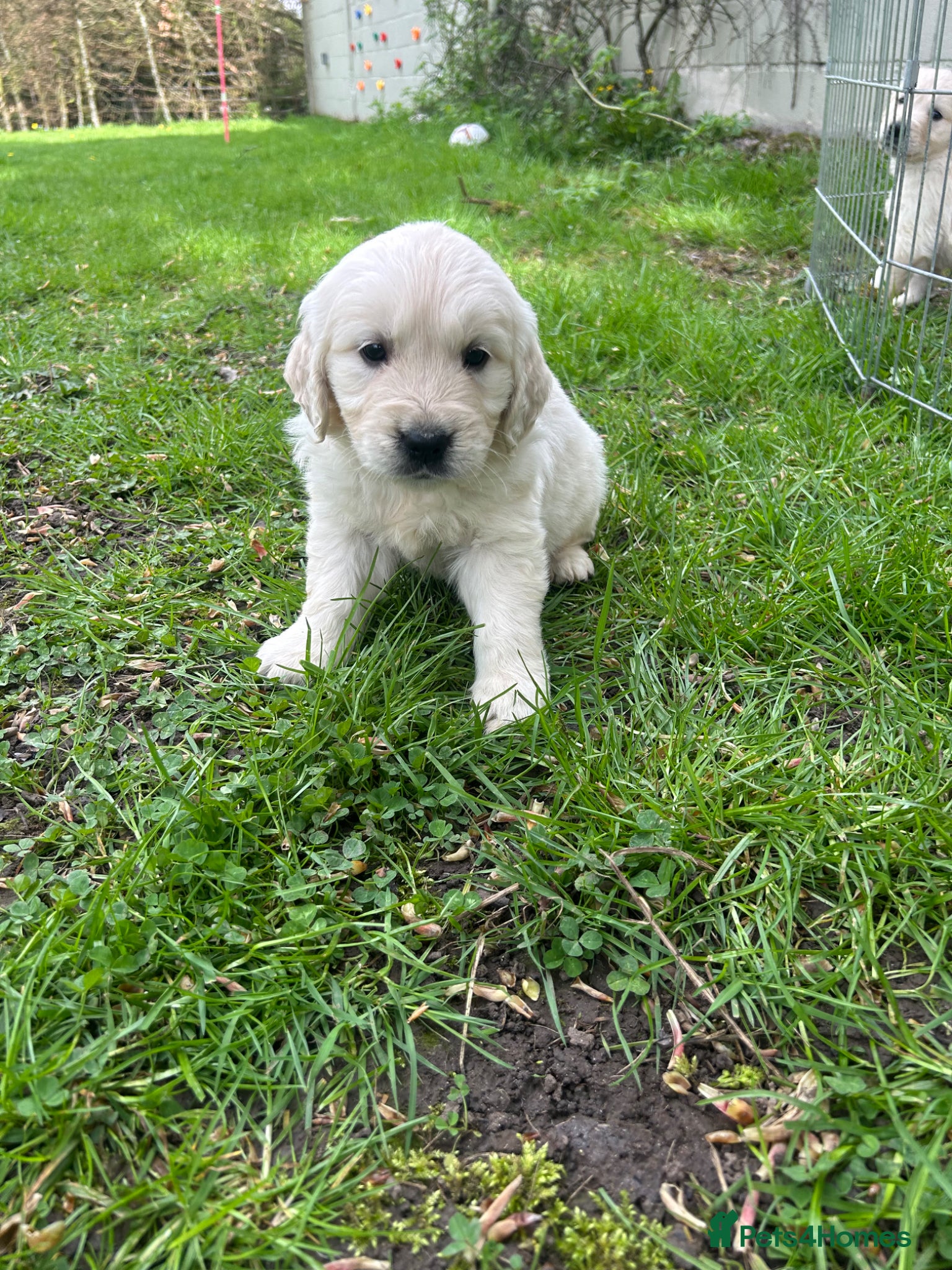 Golden Retriever dogs Beautiful Golden Retriever Puppies - Advert 1