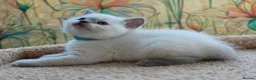 British Shorthair cats for sale: Stunning BSH Blue eyed Colour Point Kittens - Advert 6