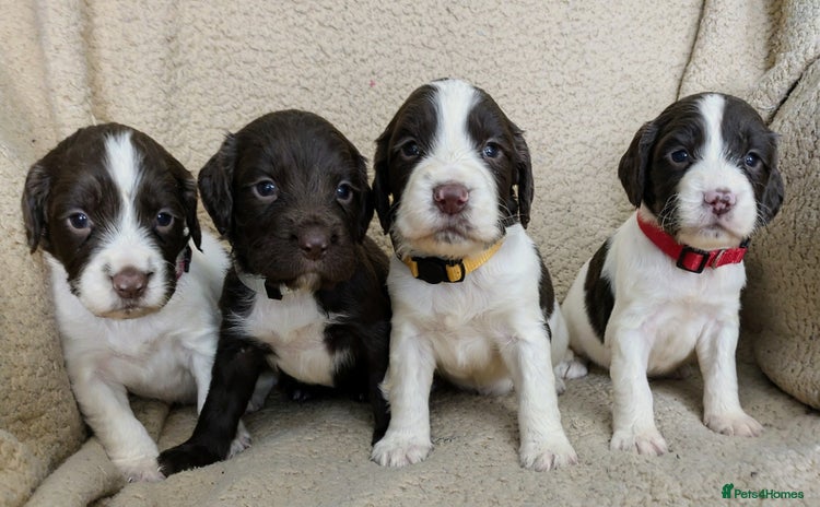 Sprocker dogs - Advert 9