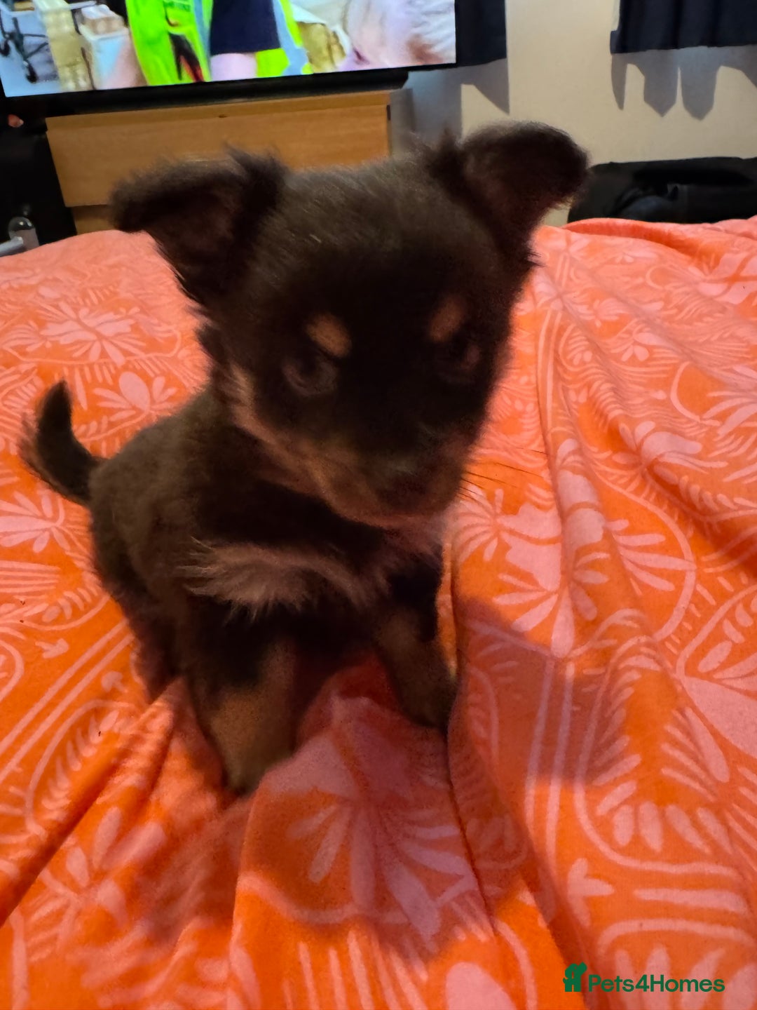Chihuahua dogs for sale: chocolate boy black n tan boy creamish girl  - Advert 3