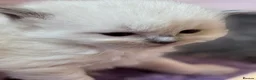 Ragdoll cats for sale: Ragkins Registered pedigree Ragdoll kittens  in Derby - Advert 33